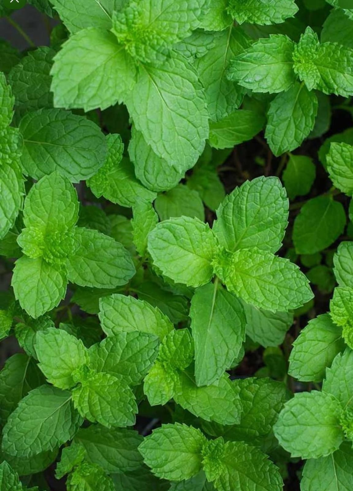 Mint Leaves