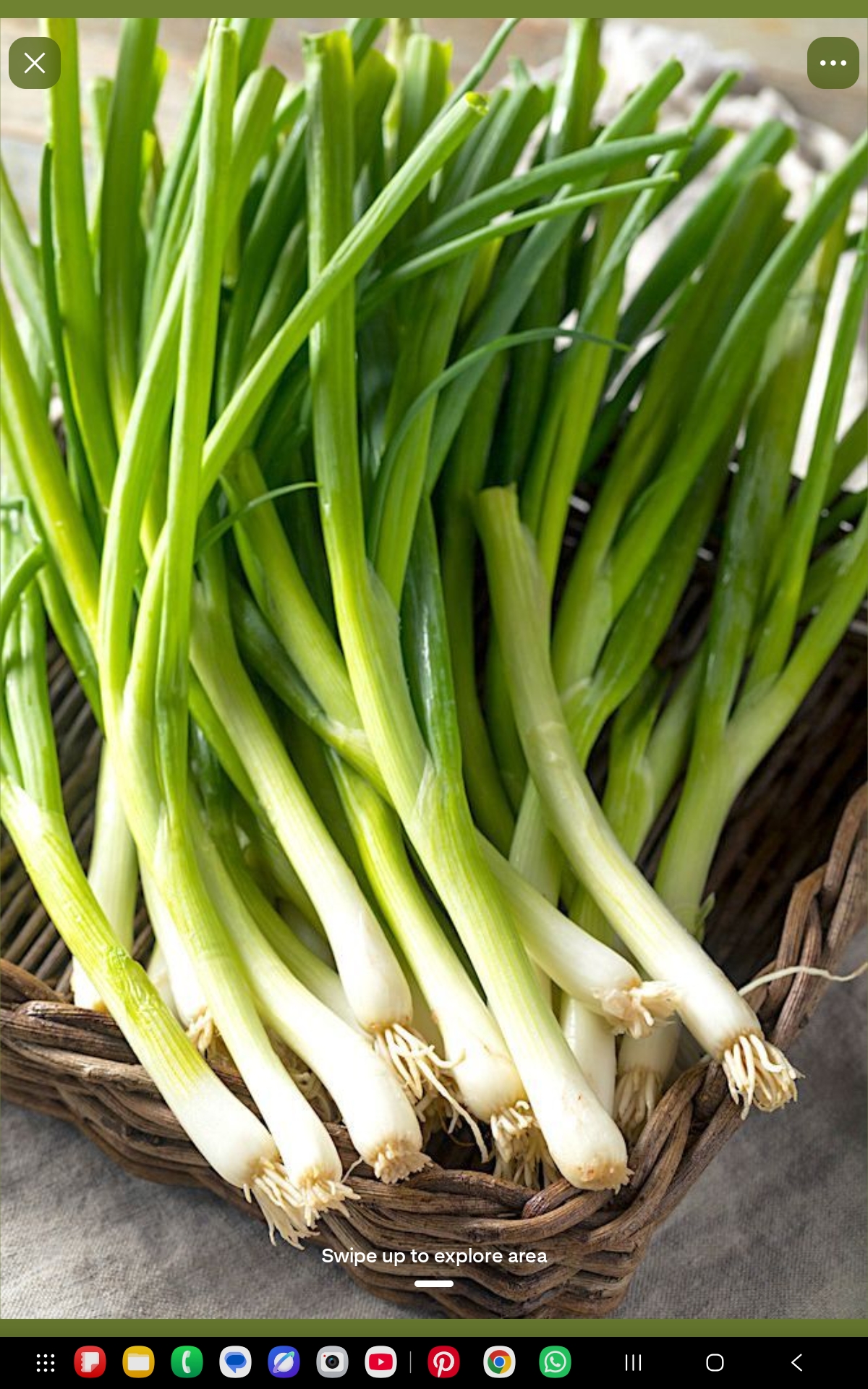 Spring Onion