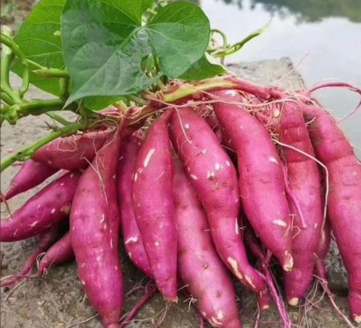 Sweet Potato
