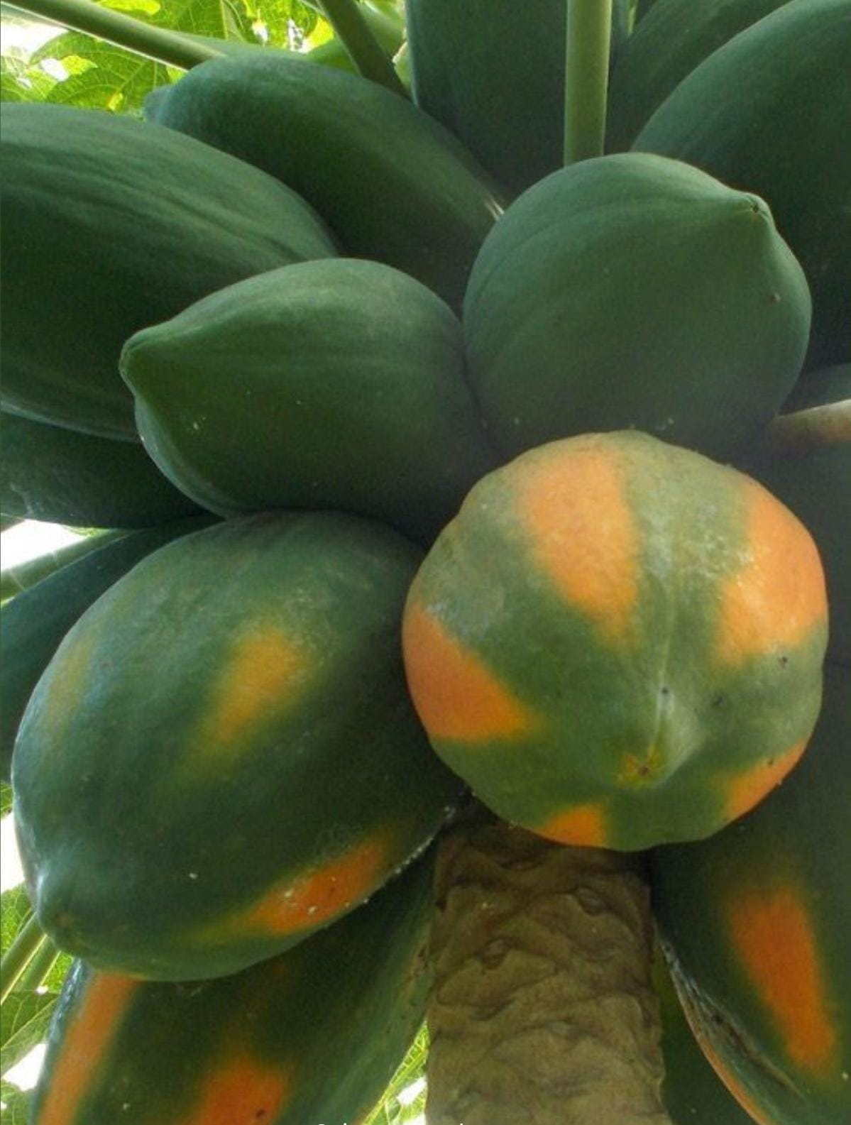 Papaya