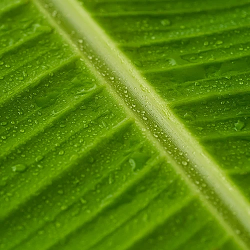 Arati Aakulu (Banana Leaves)
