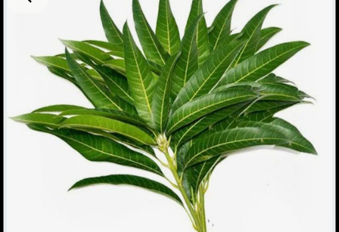 Mango Leaves