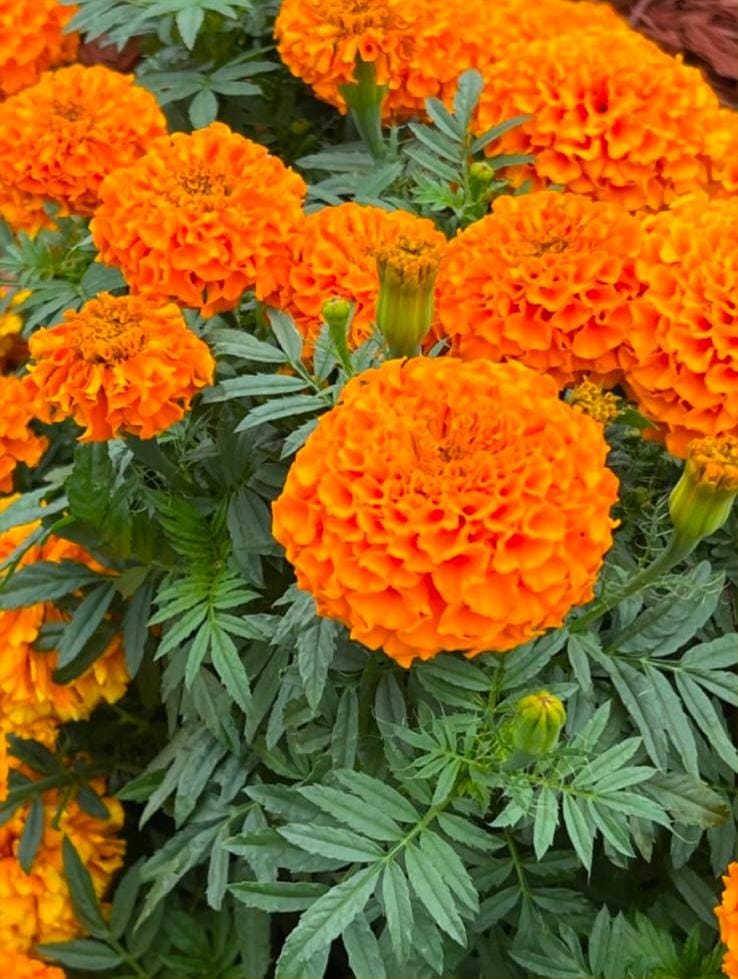 Orange Marigold (Bantipoolu)